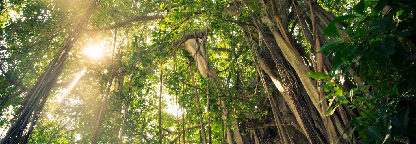 Banyan Tree Vabbinfaru Maldives